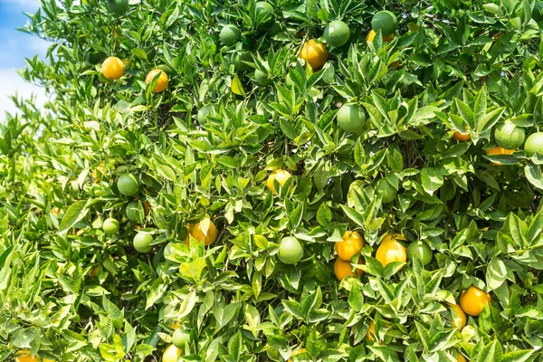 Orange garden - Trees with ripe fruits — Stock Photo, Image