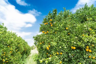 Portakal bahçesi - olgunlaşmış meyve ağaçlarıyla