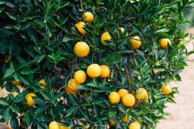 Portakal bahçesi - olgunlaşmış meyve ağaçlarıyla
