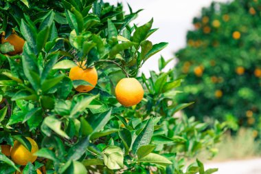 Portakal bahçesi - olgunlaşmış meyve ağaçlarıyla