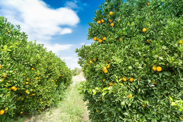 Oranžový zahrada - stromy se zralými plody — Stock fotografie