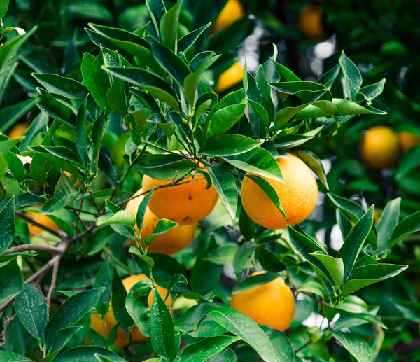 Orange garden - Trees with ripe fruits — Stock Photo, Image