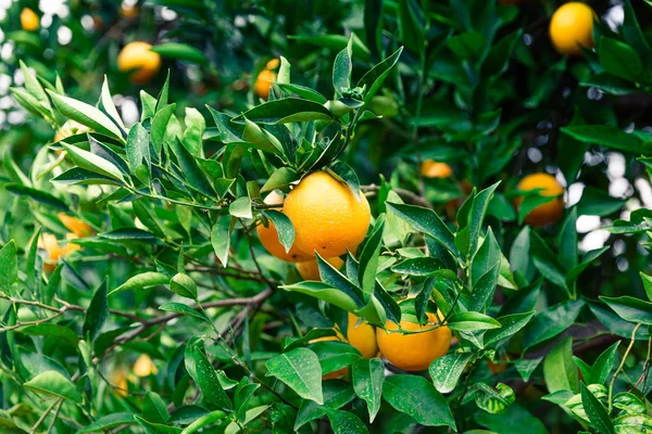 Orange garden - Trees with ripe fruits — Stock Photo, Image