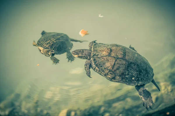 Schildkröte im Wasser — Stockfoto