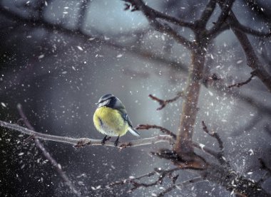 Avrasya Mavi baştankara - Cyanistes caeruleus dalı