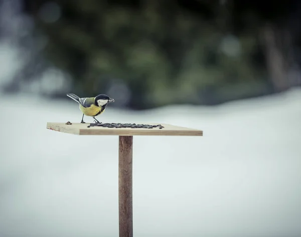 Besar tit Parus Mayor pada feeder di musim dingin — Stok Foto