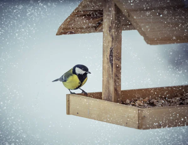 Большая синица Parus Major на кормушке зимой — стоковое фото