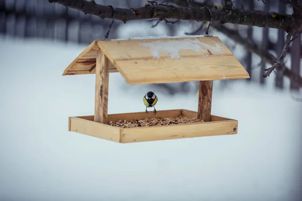 Grande tetta parus maggiore su alimentatore a inverno — Foto Stock