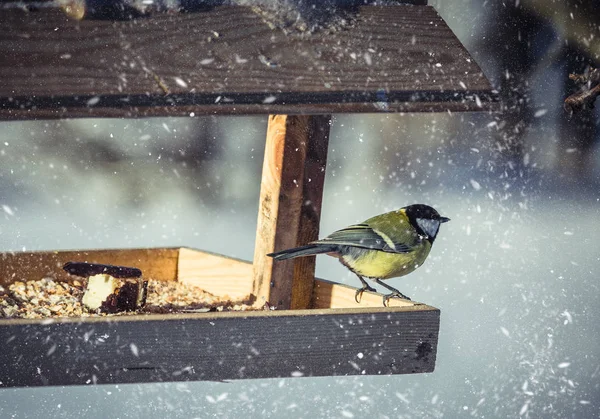 Sýkora koňadra Parus Major na krmítko v zimě — Stock fotografie