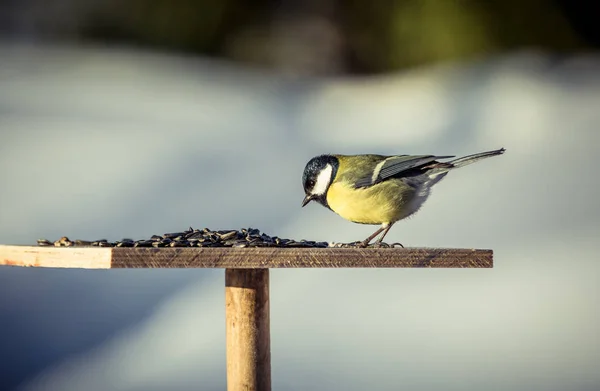 Talgoxe Parus Major på mataren på vintern — Stockfoto