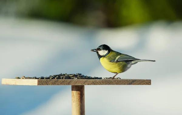 Sýkora koňadra Parus Major na krmítko v zimě — Stock fotografie