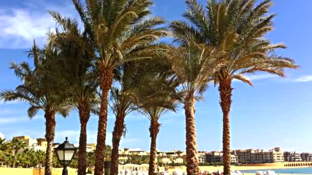 Palmbomen op het strand — Stockvideo