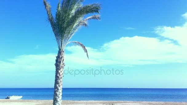 Palmeras en la playa — Vídeo de stock