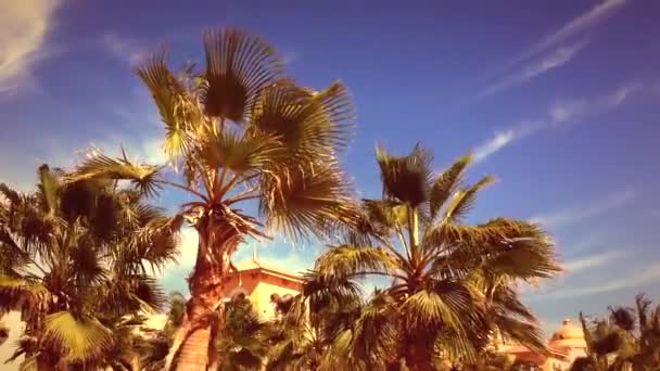 Palme in spiaggia — Video Stock