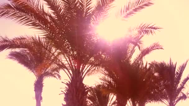 棕榈树在沙滩 — 图库视频影像