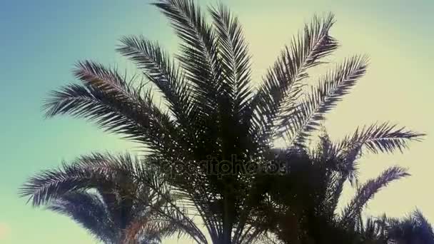 Пальмы на пляже — стоковое видео