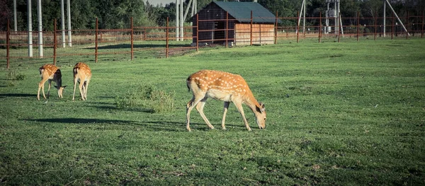 Sika deer on pasture — Stock Photo, Image