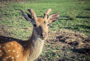 Sika geyiği mera üzerinde