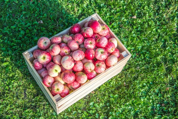Manzanas maduras en una caja de madera —  Fotos de Stock