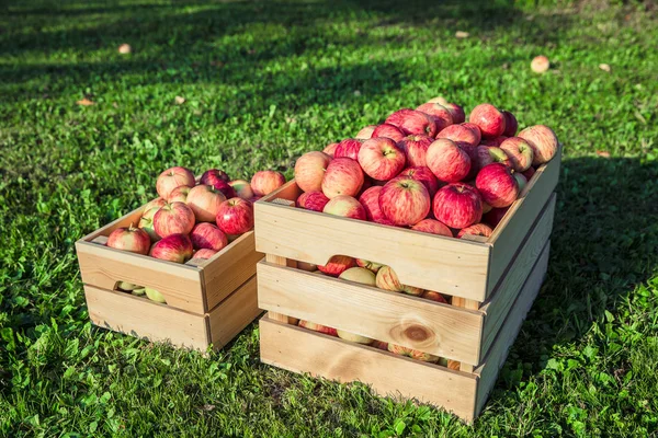 Manzanas maduras en una caja de madera —  Fotos de Stock