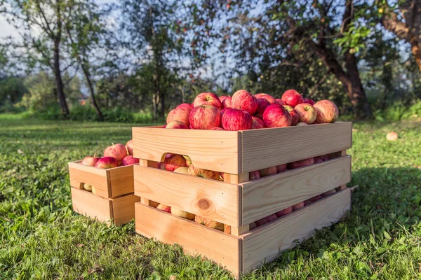 Manzanas maduras en una caja de madera —  Fotos de Stock