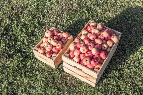 Manzanas maduras en una caja de madera —  Fotos de Stock