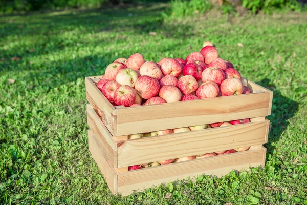 Manzanas maduras en una caja de madera —  Fotos de Stock