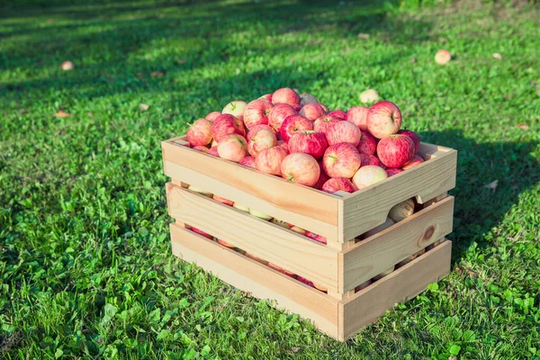 Manzanas maduras en una caja de madera —  Fotos de Stock