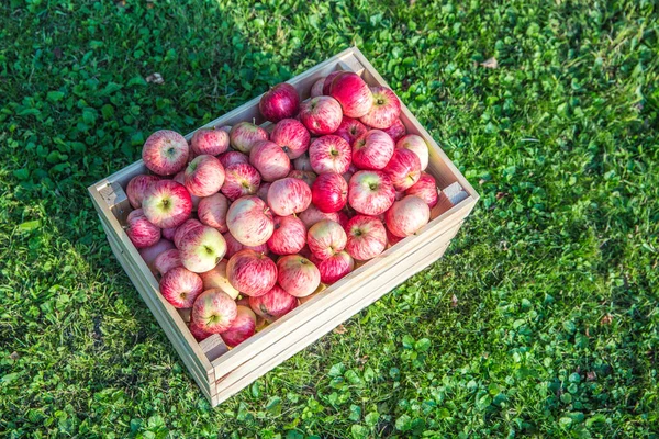 Manzanas maduras en una caja de madera —  Fotos de Stock