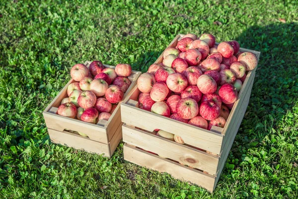 Manzanas maduras en una caja de madera —  Fotos de Stock