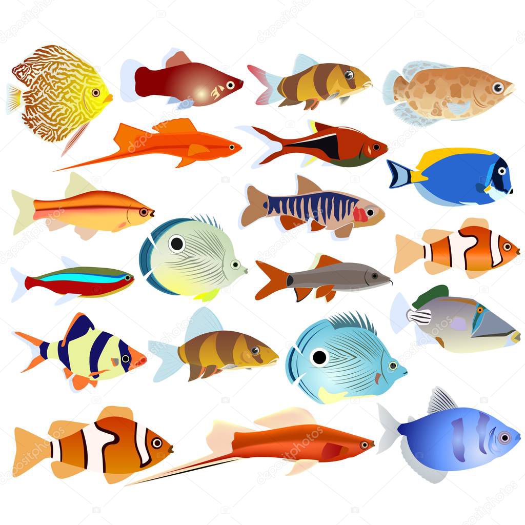 A set of aquarium fish