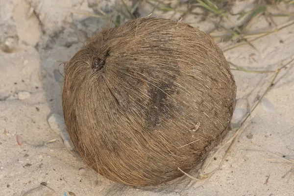 모래에 코코넛 — 스톡 사진