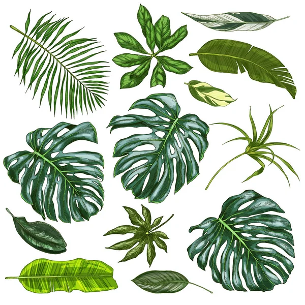 Realistic full color tropical leaves — Stock Vector