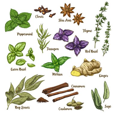 Mutfak otlar ve baharatlar tam renkli gerçekçi kroki çizimi