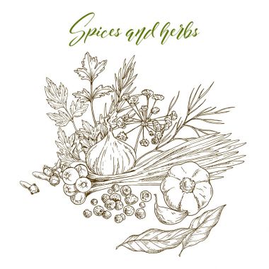 mutfak otlar ve baharatlar