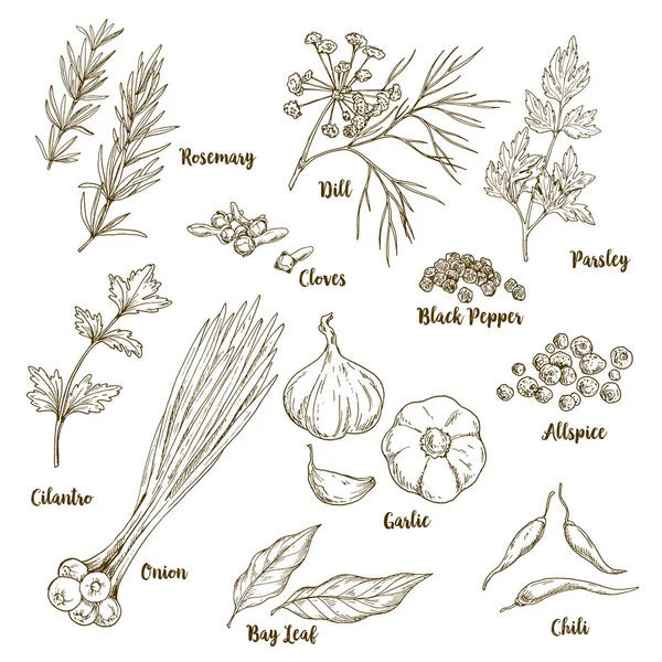 Set of hand drawn herbs and spices — Stock Vector