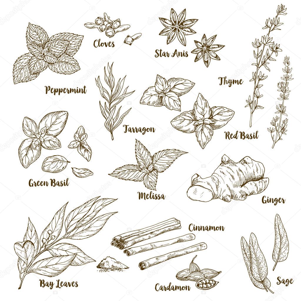 Set of hand drawn culinary aroma herbs and spices