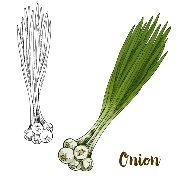 Full color realistic sketch illustration of green onion — Stock Vector