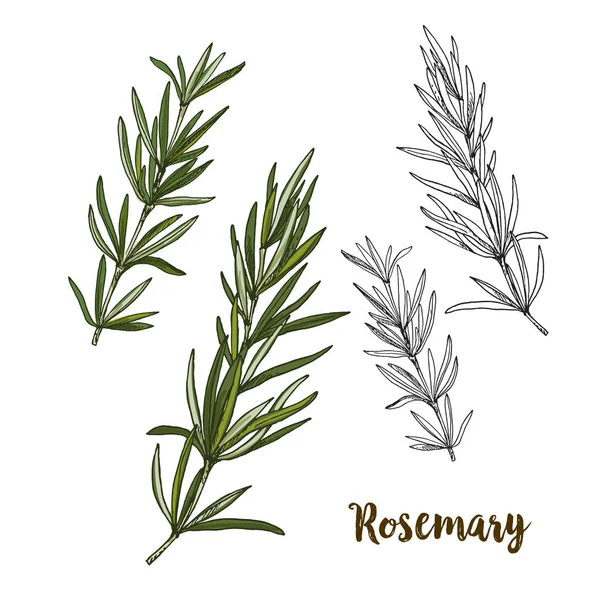 Plnobarevné ilustrace realistický nákres Rosemary — Stockový vektor