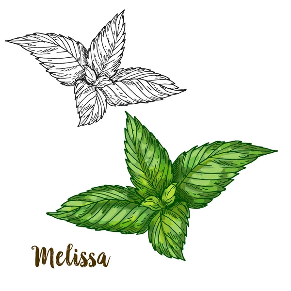 Volledige kleur realistische sketch illustratie van melissa — Stockvector