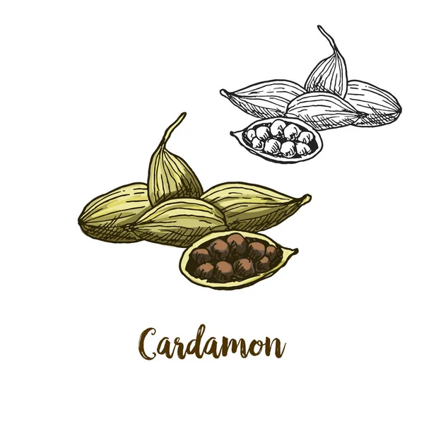 Desenho realista a cores ilustração de cardamon —  Vetores de Stock