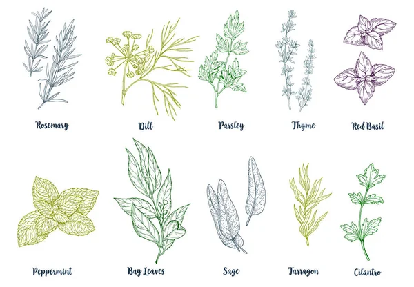 Ensemble d'herbes et d'épices culinaires dessinées à la main colorées — Image vectorielle