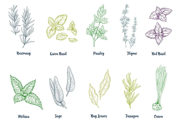 Набір кольорових рук намальованих кулінарних трав і спецій — стоковий вектор