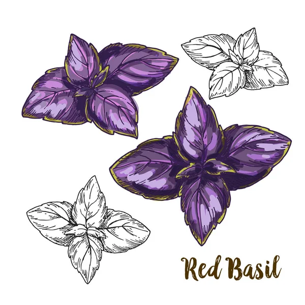 Dibujo realista a todo color ilustración de hojas de albahaca roja — Vector de stock