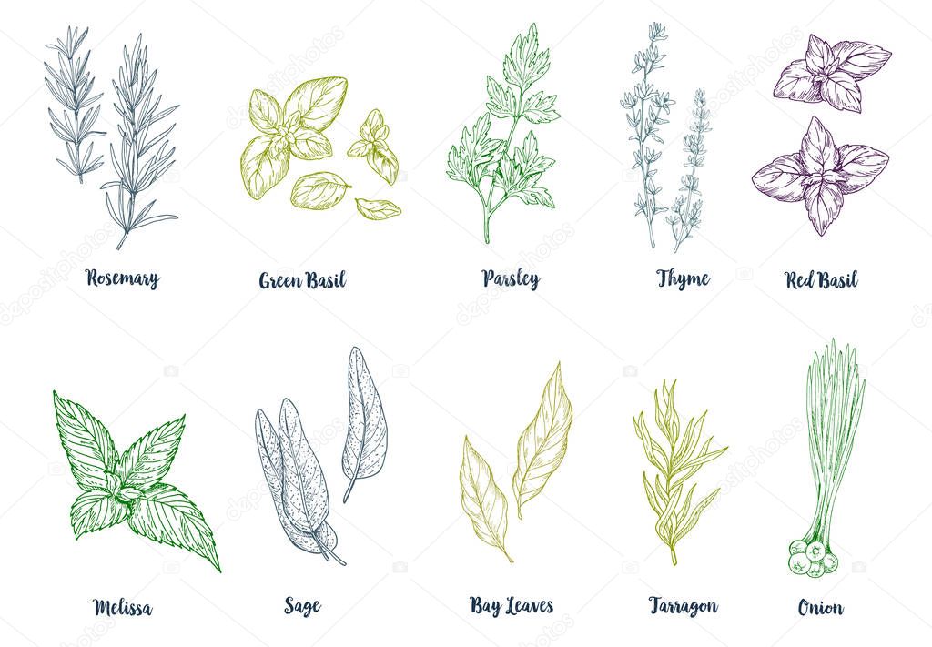 Set of colored hand drawn culinary herbs and spices