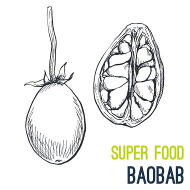 Baobab. Süper gıda el çizilmiş kroki vektör