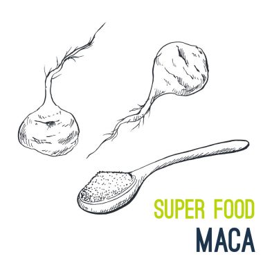 Maca kökü. Süper gıda el çizilmiş kroki vektör