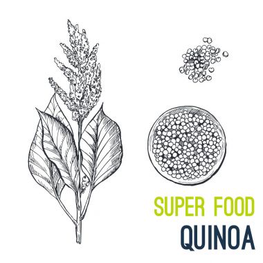 Quinoa. Süper gıda el çizilmiş kroki vektör