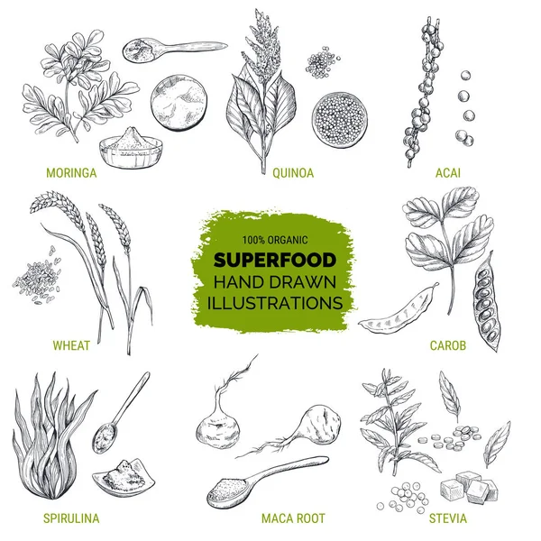 Superfood, gambar tangan sketsa - Stok Vektor
