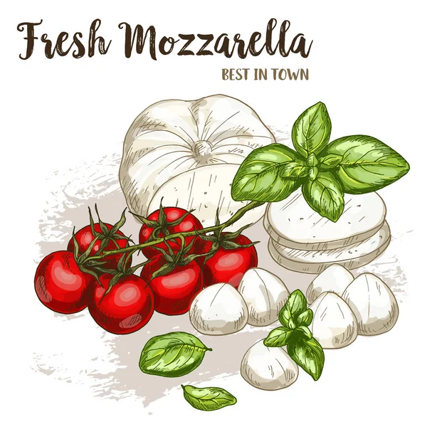 Ilustración de boceto realista a todo color de mozzarella — Archivo Imágenes Vectoriales